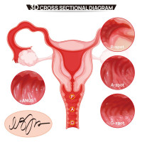 Мастурбатор Kokos 004 Vailla ONAHOLE Real Hips 2WayPlus с вибрацией и массажем — Просмотреть изображение 8