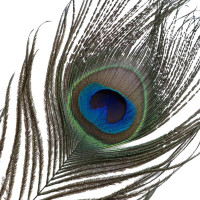 Лоскітка LOCKINK SEVANDA Natural Peacock Flirting Feather Tickler, пір’я павича та страуса