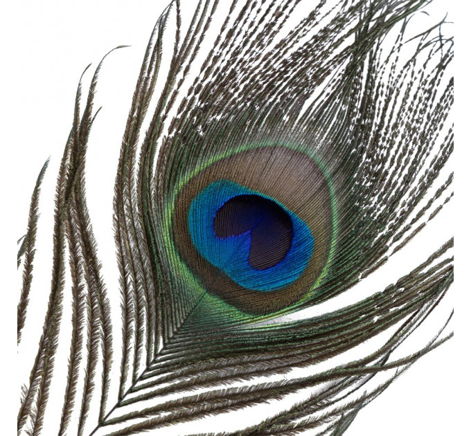 Лоскітка LOCKINK SEVANDA Natural Peacock Flirting Feather Tickler, перо павича