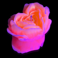 Cвiчка люмінісцентна низькотемпературна GlowKink персикова, М