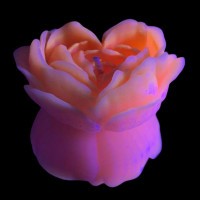 Свеча люминисцентная низкотемпературная GlowKink персиковая, М