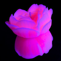 Cвiчка люмінісцентна низькотемпературна GlowKink рожева, L