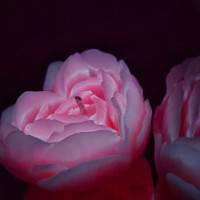 Cвiчка люмінісцентна низькотемпературна GlowKink рожева, L
