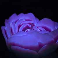 Свеча низкотемпературная люминесцентная GlowKink фиолетовая, L
