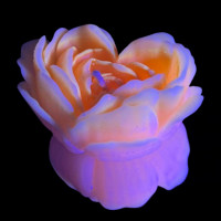 Свеча люминисцентная низкотемпературная GlowKink оранжевая, М